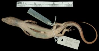 Media type: image;   Herpetology R-19599 Aspect: ventral